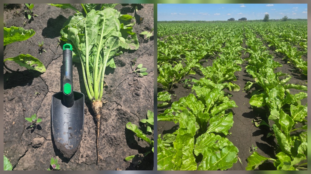 UBS (United Beet Seeds) – об’єднані, оновлені, посилені, бажані у світіНасіння цукрового буряку, яке демонструє значну перевагу
