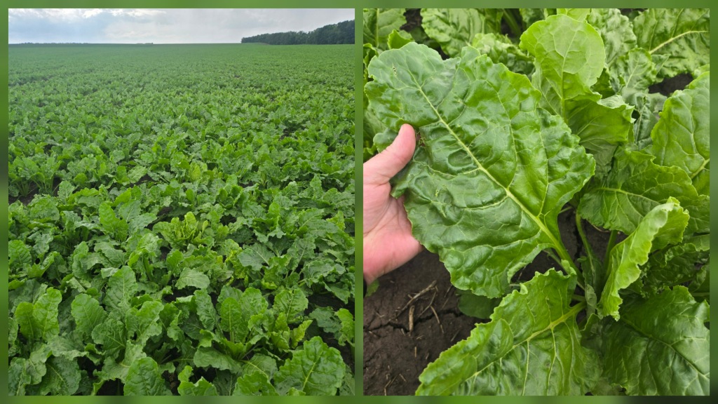 UBS (United Beet Seeds) – об’єднані, оновлені, посилені, бажані у світіНасіння цукрового буряку, яке демонструє значну перевагу
