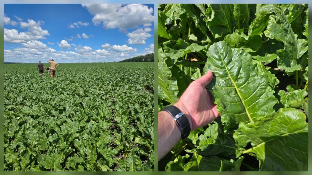 UBS (United Beet Seeds) – об’єднані, оновлені, посилені, бажані у світіНасіння цукрового буряку, яке демонструє значну перевагу
