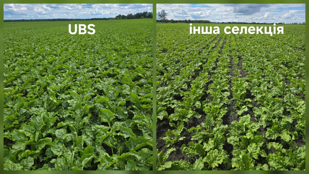 UBS (United Beet Seeds) – об’єднані, оновлені, посилені, бажані у світіНасіння цукрового буряку, яке демонструє значну перевагу
