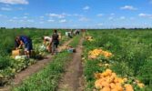 1,7 тис. га під зрошенням: аграрії Запоріжжя вирощують новий урожай попри спеку