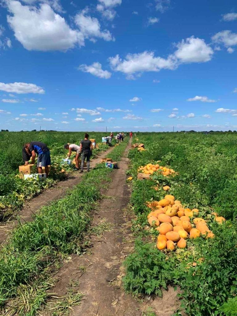 1,7 тис. га під зрошенням: аграрії Запоріжжя вирощують новий урожай попри спеку