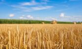 Готуємо поле під посів озимих культур