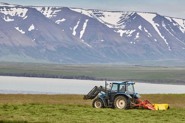 Полум'я, лід і банани: як Ісландія перетворила вулканічну пустелю на аграрне диво