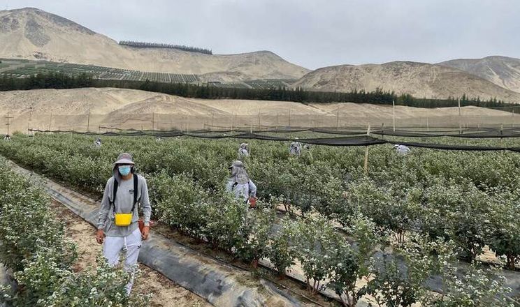 Перуанське агродиво: як технології інків та суперфуди завоювали світовий ринок